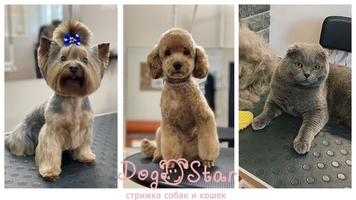 Зоосалон стрижки собак и котов DogStar