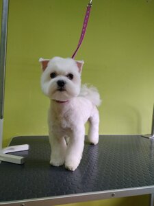 Зоосалон стрижки собак и котов DogStar
