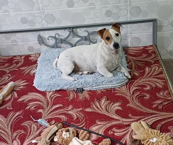 Готель для собак Пес