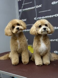 Стрижка собак и кошек, Днепр. Груминг салон для животных - Оксаны Пулинец
