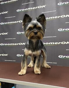 Стрижка собак и кошек, Днепр. Груминг салон для животных - Оксаны Пулинец