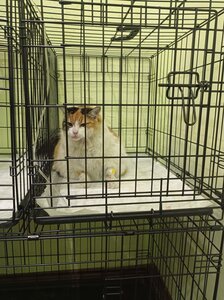 Ветеринарна допомога LizaVet Clinic
