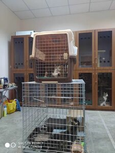 «Кошкин дом на Соломенке»