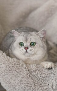 MoonStory - Британські кошенята, срібляста та золота шиншила. British shorthair kittens gold and
