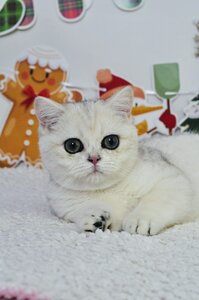 MoonStory - Британські кошенята, срібляста та золота шиншила. British shorthair kittens gold and