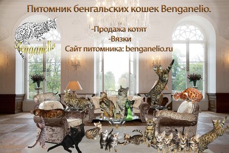 Питомник бенгальских кошек Benganelio