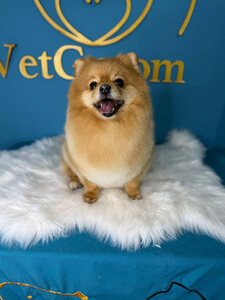 Vetgroom