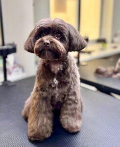 Grand Vet Groom