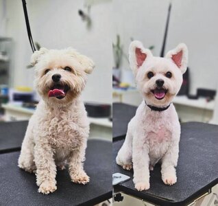 Grand Vet Groom