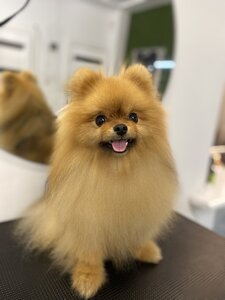 Bimchik