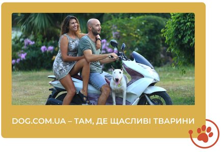 Зоомагазин Dog.com.ua