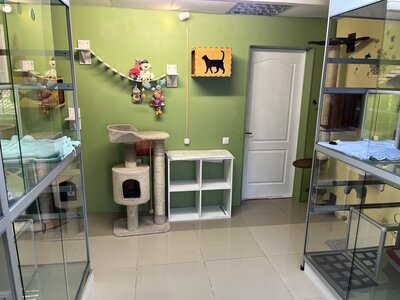 Cats-Paradise. Готель для Котів та Кішок