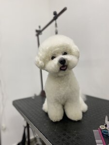 grooming_room_lviv