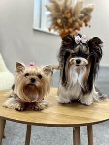 PET PLAZA residence