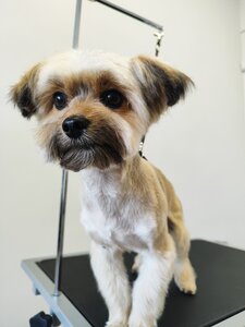 Lapusi grooming studio