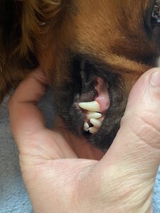 Ветеринарная клиника и груминг салон Pussy Cat
