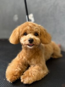 Грумінг Салон Soloma Pet