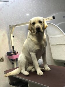Груминг салон Master dog
