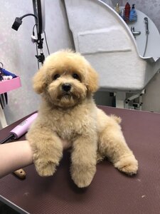 Груминг салон Master dog