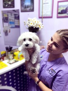 Центр Сучасної Ветеринарної Медицини