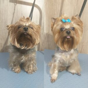 Грумінг собак( приймаю у себе вдома).«Perfect grooming»