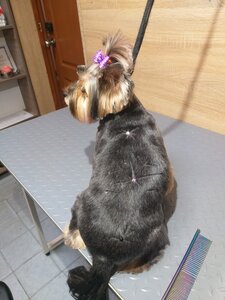 Грумінг собак( приймаю у себе вдома).«Perfect grooming»