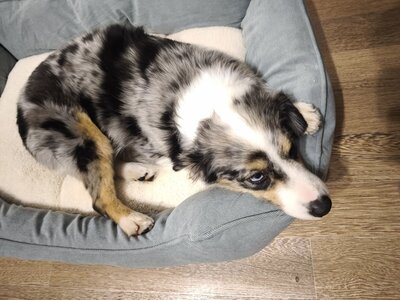 Vet Life Clinic на Гагаріна