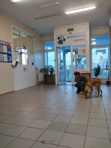 Київська міська лікарня ветеринарної медицини КМП