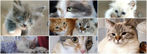 Мяурум - Meowroom