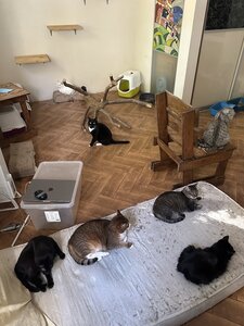 Мяурум - Meowroom