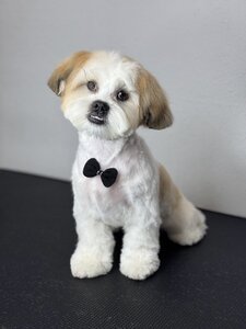 Грумінг салон Grom_groom