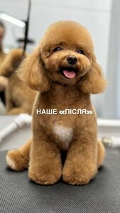 V.O.G DOG SALON