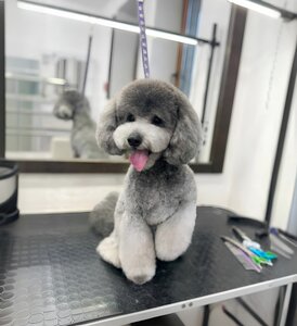 V.O.G DOG SALON