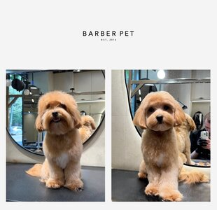 Barber Pet