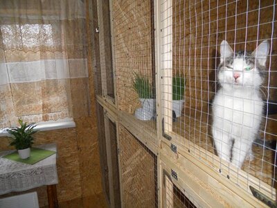 Гостиница для котов и кошек «Cathotel»