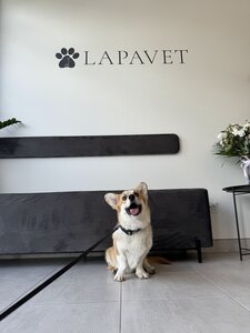Ветеринарна клініка «LAPAVET»
