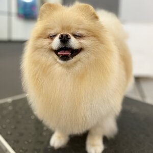 BonBon DOG SPA мережа грумінг салонів