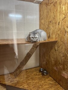 Гостиница для животных «ЗооДом»