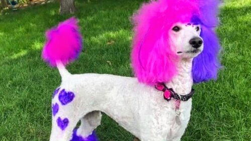 Груминг салон BarberDog, Зоомагазин Зоомир
