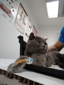 Клініка для Тварин