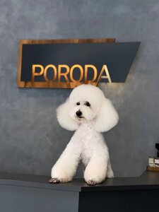 PORODA - grooming salon