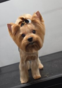 PORODA - grooming salon