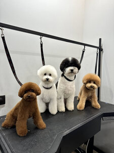 PORODA - grooming salon