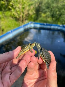TropFish