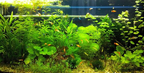 TropFish