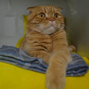 CatHouse