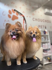 le CHOU CHOU (ШУ_ШУ)