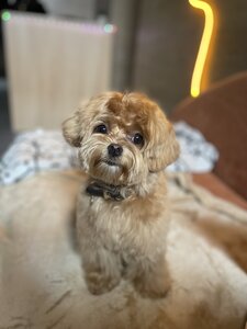 PETLAND