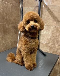 PETLAND