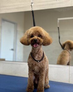 Capital Grooming